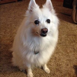 Meet your Posher, Angel